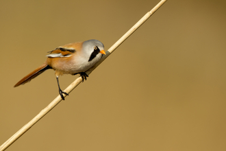 bearded tit