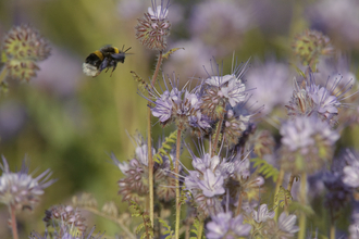 Buff-tailed bumble bee - Wildnet / Chris Gomersall