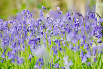 Bluebells - Photo: Josh Raper