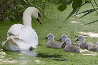 Mute swan and cygnets
