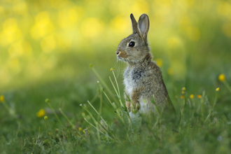 Rabbit - Jon Hawkins Surrey Hills Photography