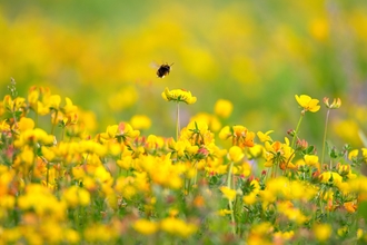 Wildflowers & Bee