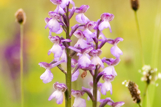 Green-winged orchid - Photo: Paul Lane