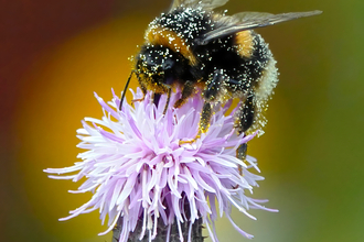 Bee on a flower 