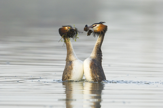 Great crested grebe weed dance