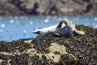 Common seal