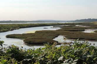 Two Tree Island saltmarsh