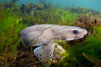 Small spotted catshark