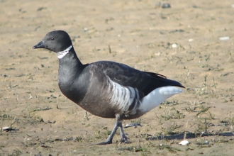 Brent Goose at the naze