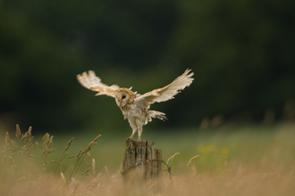 Barn Owl - Photo: Russell Savory