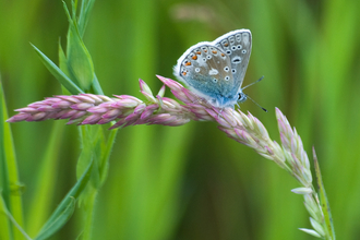 Common blue butterfly - Bob Coyle