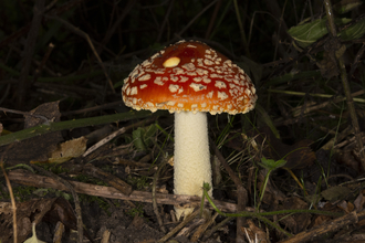 Fly agaric - Alex Acott