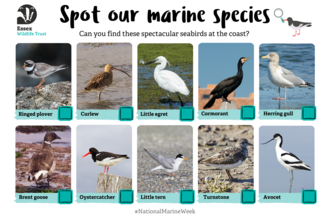 marine spotter sheet - seabirds