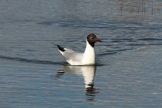 Black Headed Gull paddling along on water, with reflection