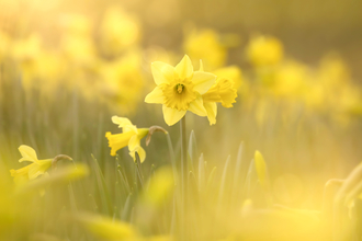 Daffodils - Photo Jon Hawkins