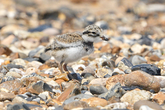 Ringed Plover chick