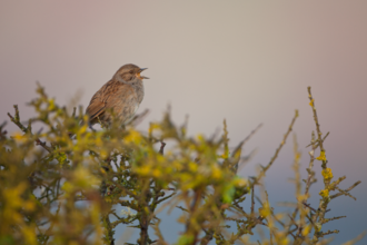 Sparrow singing on the top of a bush