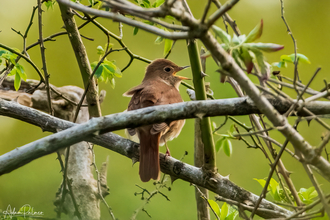 Nightingale singing