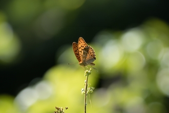 Silver-washed fritillary at Belfairs Wood - Andrew Armstrong 