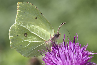 Brimstone butterfly on purple flower