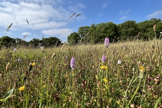 A wildflower meadow with orchids and other flowers 