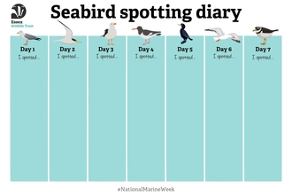 Seabird spotting diary 7 days