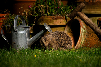 Hedgehog in garden behind watering can at night