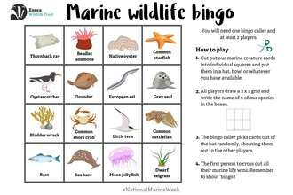 Marine life bingo sheet with instructions