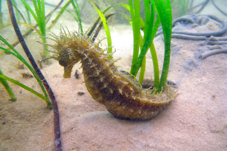 Spiny seahorse among the seagrass on the seabed.