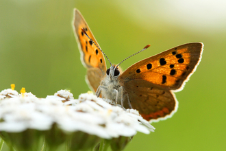 Photograph of a butterfly on a flower