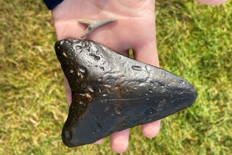 Person holding a megalodon tooth