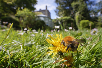 Bumblebee on a dandelion on a lawn, a house is in the background