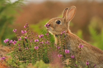 Rabbit sniffing a pink flower