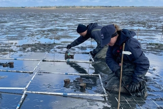 Two members of the Trust team kneeling to plant seagrass cores in the mud