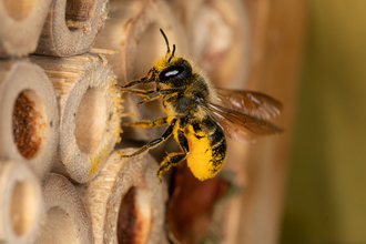 A leafcutter bee explores the entrance of a bee hotel.