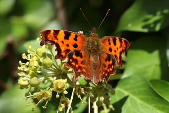 Comma butterfly on ivy