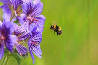 Early bumblebee hovers around purple flowers