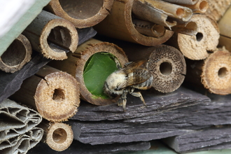 A leafcutter bee explores the entrance of a bee hotel.