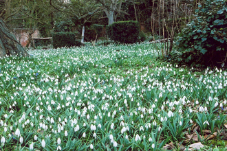 Snow drops at Warley Place