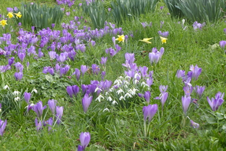 Spring bulbs at Warley Place