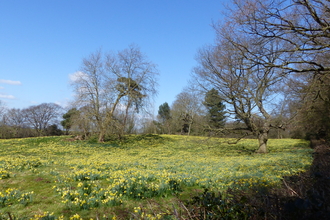 Patches of yellow blooming flowers lead to two trees in the middle of the meadow under a bright blue sky