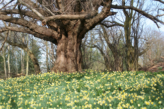 A field of blooming yellow flowers and long green grass lead to an enormous old gnarled tree