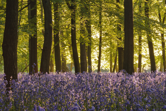 Bluebells - Photo: Andrew Mason