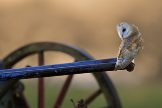 Barn Owl - Photo: Andy Rouse 2020VISION