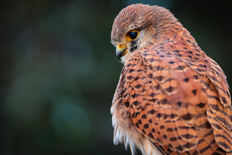 Photo of a kestrel up close by Lewis Ballard