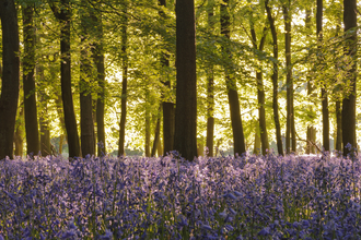 Bluebells - Photo: Andrew Mason