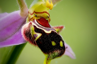 Bee orchid - Brian Phillips 