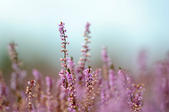 Heather - Photo: Amy Lewis