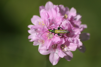 Swollen-thighed beetle sits on pink flower