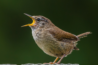 A wren calls out